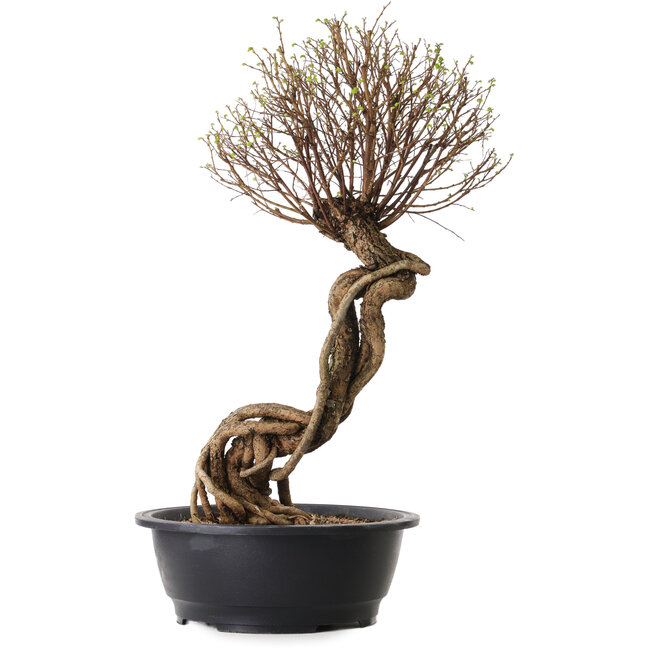 Ulmus parvifolia Nire, 54 cm, ± 8 anni