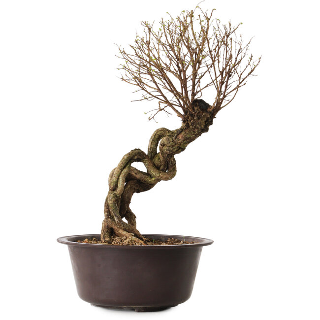 Ulmus parvifolia Nire, 54 cm, ± 8 anni