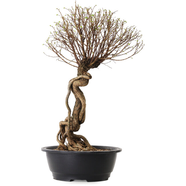 Ulmus parvifolia Nire, 54 cm, ± 8 jaar oud