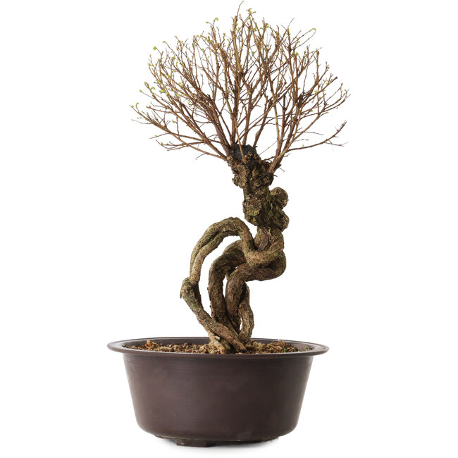 Ulmus parvifolia Nire, 54 cm, ± 8 años