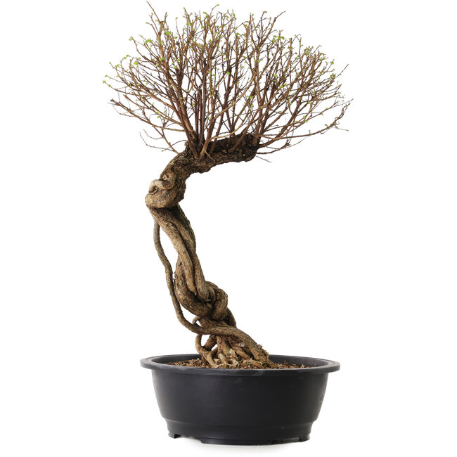 Ulmus parvifolia Nire, 54 cm, ± 8 años