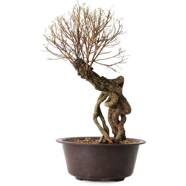 Ulmus parvifolia Nire, 54 cm, ± 8 Jahre alt