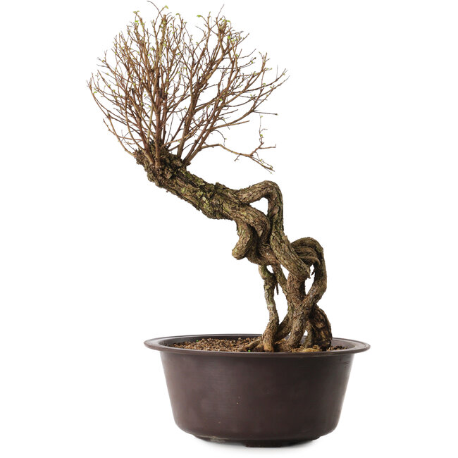 Ulmus parvifolia Nire, 54 cm, ± 8 years old