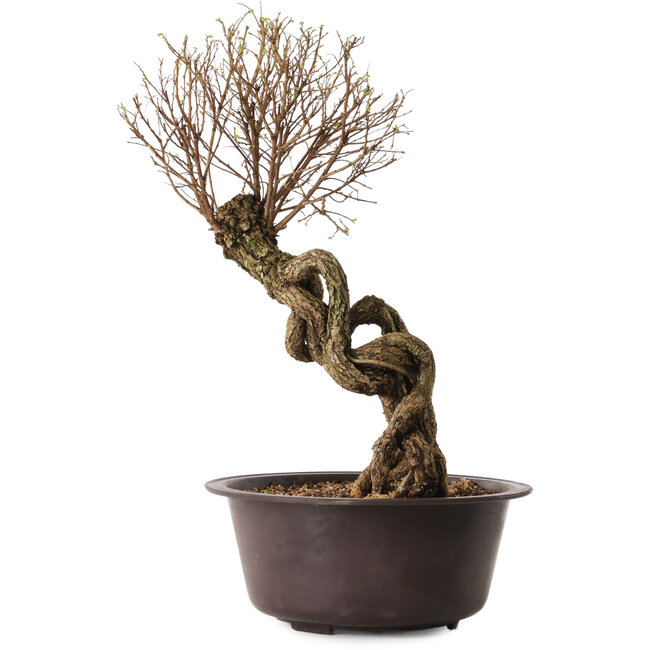 Ulmus parvifolia Nire, 54 cm, ± 8 years old