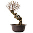 Ulmus parvifolia Nire, 54 cm, ± 8 years old