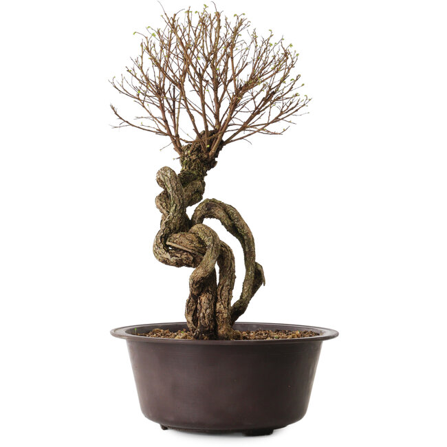 Ulmus parvifolia Nire, 54 cm, ± 8 años