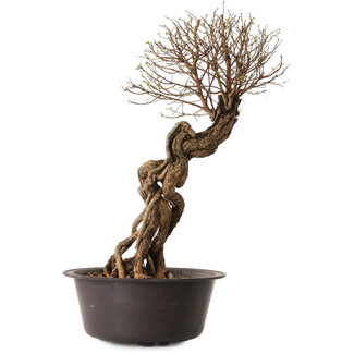 Ulmus parvifolia Nire, 54 cm, ± 8 Jahre alt