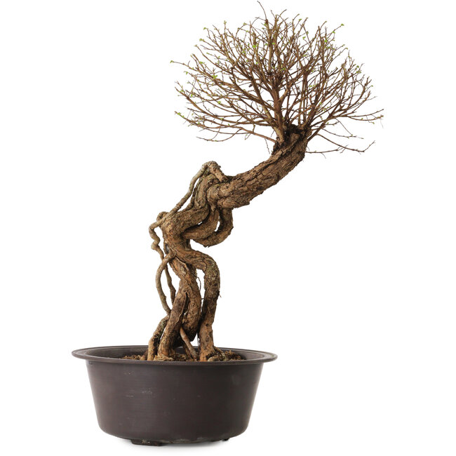 Ulmus parvifolia Nire, 54 cm, ± 8 anni