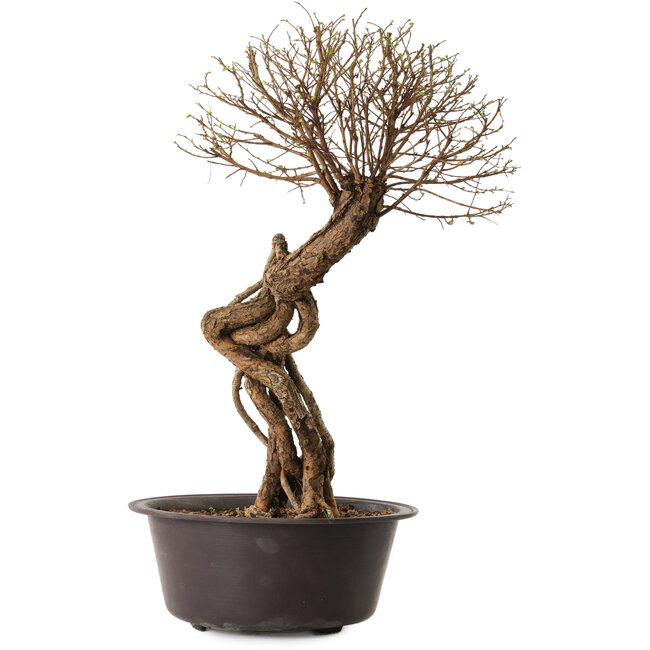 Ulmus parvifolia Nire, 54 cm, ± 8 Jahre alt