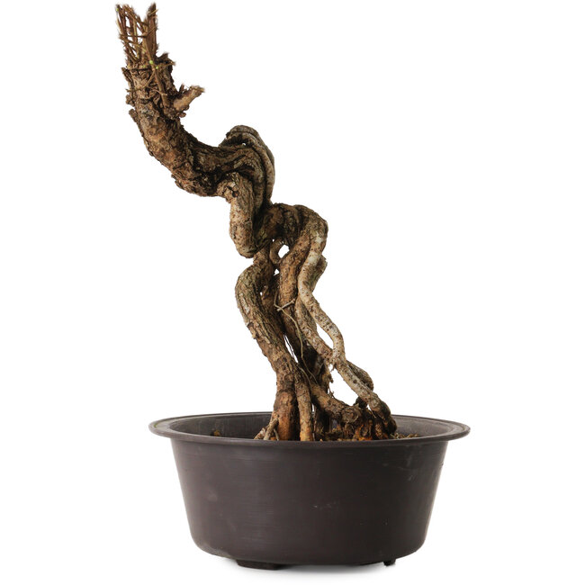 Ulmus parvifolia Nire, 54 cm, ± 8 ans