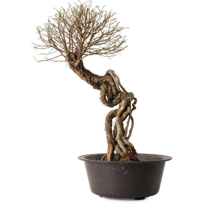 Ulmus parvifolia Nire, 54 cm, ± 8 jaar oud