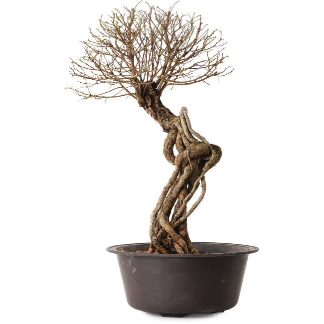 Ulmus parvifolia Nire, 54 cm, ± 8 jaar oud