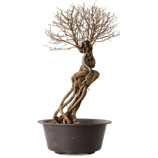 Ulmus parvifolia Nire, 54 cm, ± 8 años