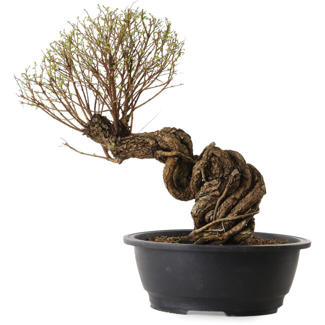 Ulmus parvifolia Nire, 54 cm, ± 8 jaar oud