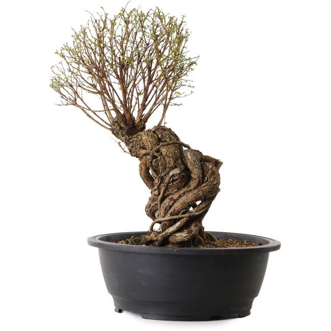 Ulmus parvifolia Nire, 54 cm, ± 8 años