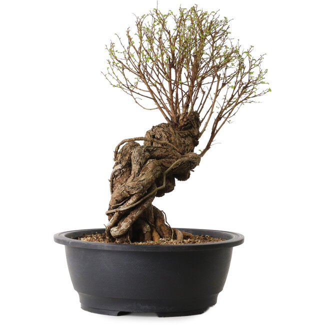 Ulmus parvifolia Nire, 54 cm, ± 8 ans