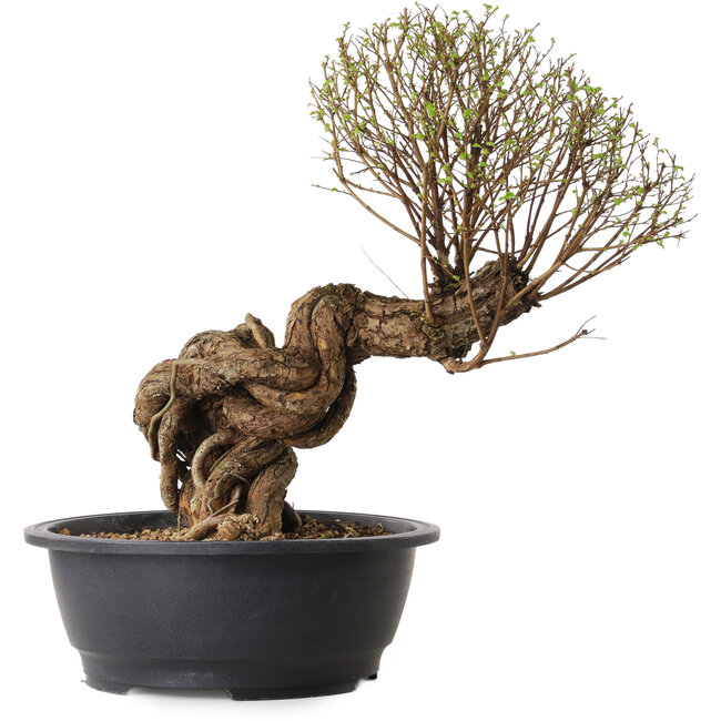 Ulmus parvifolia Nire, 54 cm, ± 8 years old