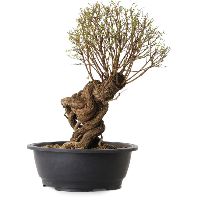 Ulmus parvifolia Nire, 54 cm, ± 8 jaar oud