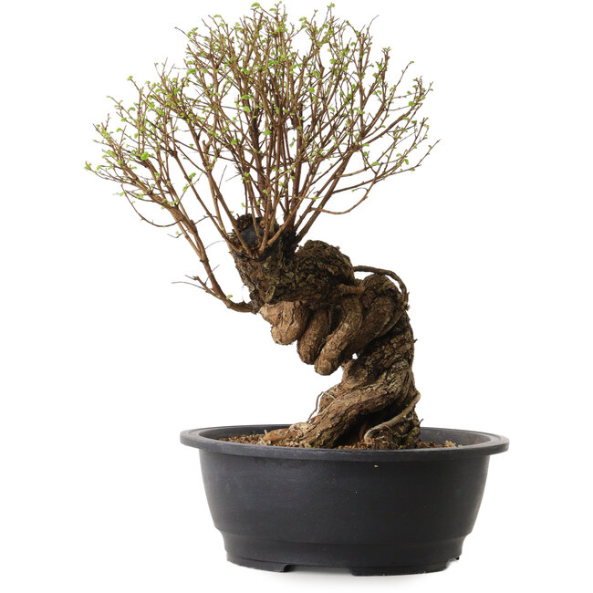 Ulmus parvifolia Nire, 54 cm, ± 8 Jahre alt