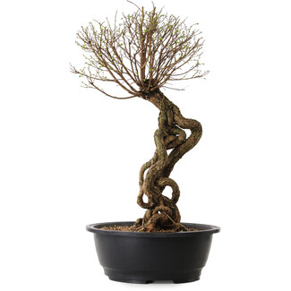 Ulmus parvifolia Nire, 54 cm, ± 8 years old