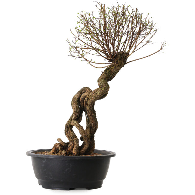 Ulmus parvifolia Nire, 54 cm, ± 8 years old