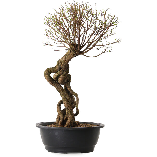 Ulmus parvifolia Nire, 54 cm, ± 8 years old