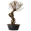 Ulmus parvifolia Nire, 54 cm, ± 8 years old