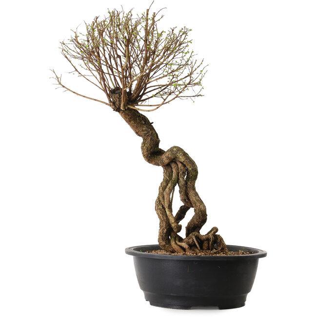 Ulmus parvifolia Nire, 54 cm, ± 8 years old