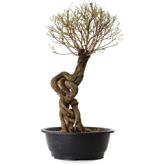 Ulmus parvifolia Nire, 54 cm, ± 8 anni