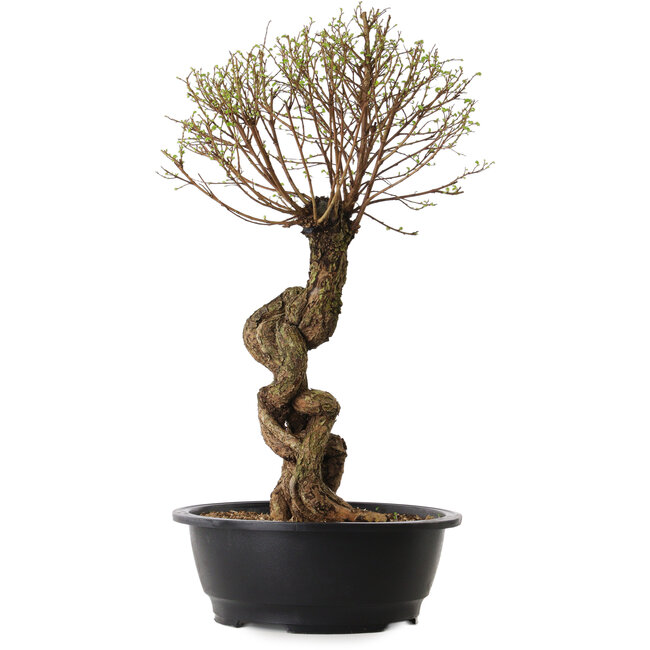 Ulmus parvifolia Nire, 54 cm, ± 8 ans