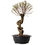 Ulmus parvifolia Nire, 54 cm, ± 8 ans