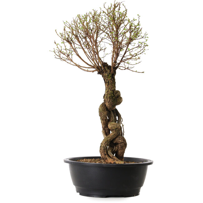 Ulmus parvifolia Nire, 54 cm, ± 8 jaar oud