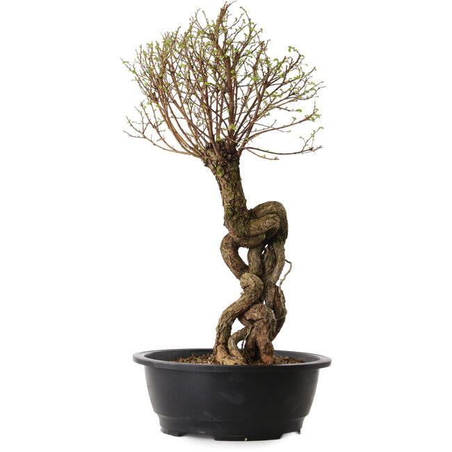 Ulmus parvifolia Nire, 54 cm, ± 8 jaar oud