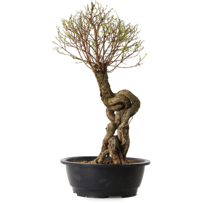 Ulmus parvifolia Nire, 54 cm, ± 8 años