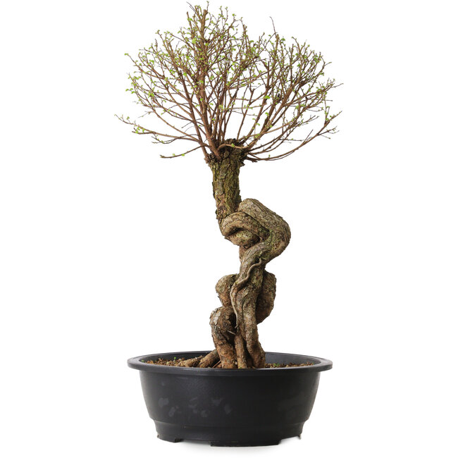 Ulmus parvifolia Nire, 54 cm, ± 8 años