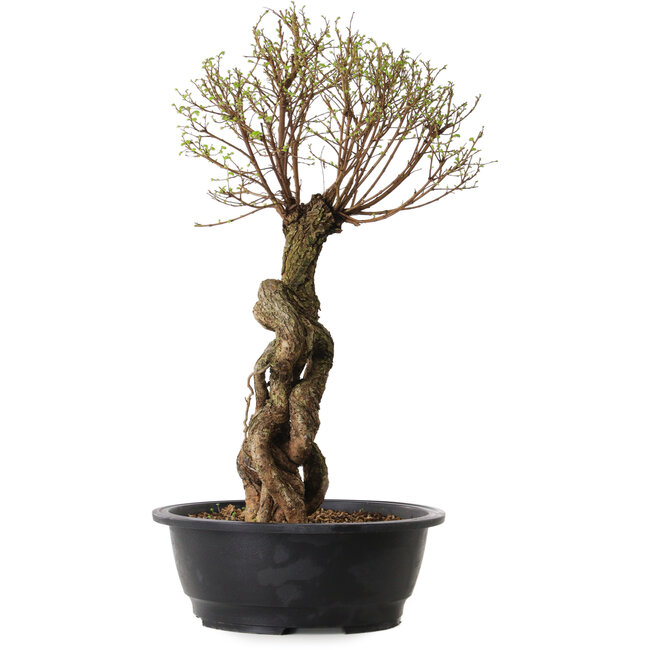 Ulmus parvifolia Nire, 54 cm, ± 8 años