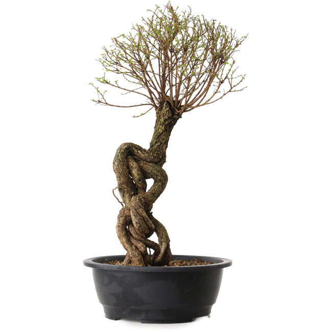 Ulmus parvifolia Nire, 54 cm, ± 8 ans