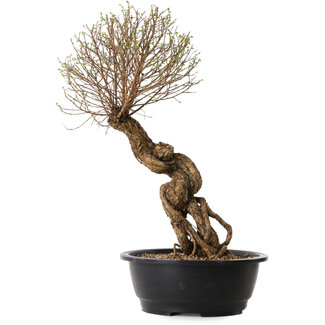 Ulmus parvifolia Nire, 54 cm, ± 8 Jahre alt