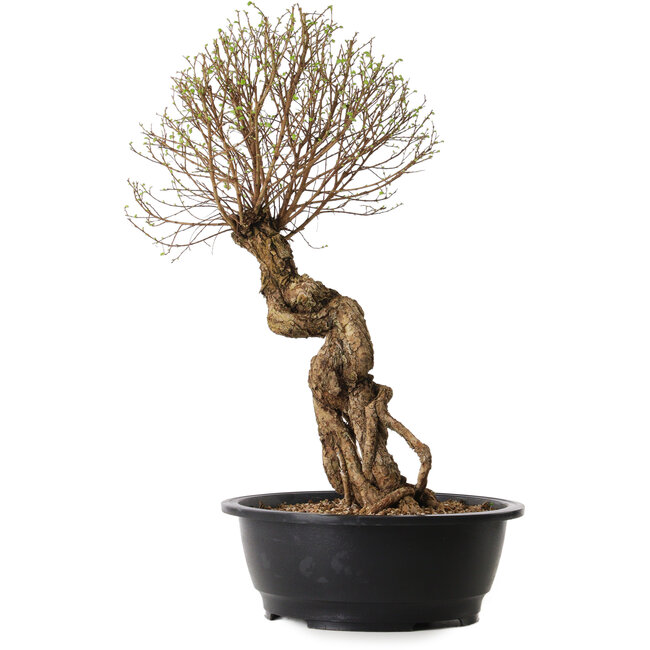 Ulmus parvifolia Nire, 54 cm, ± 8 jaar oud