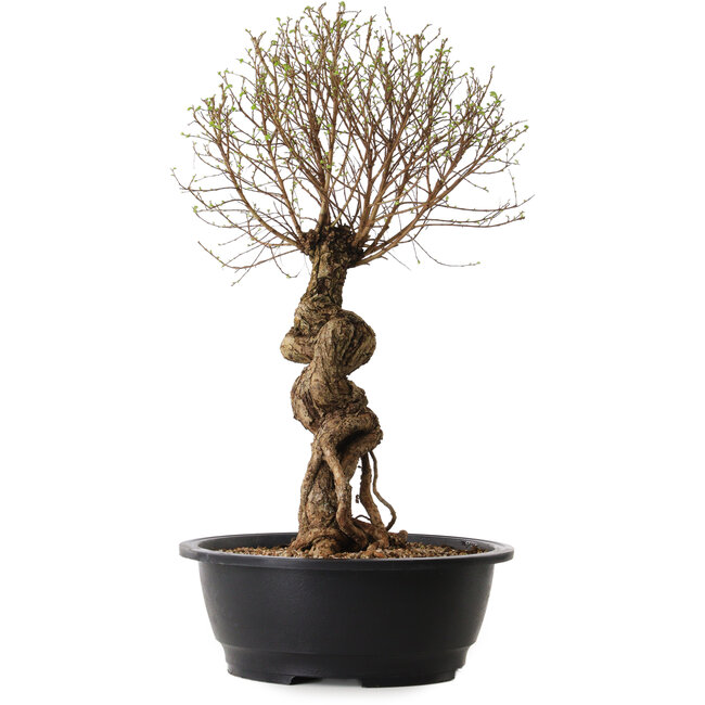 Ulmus parvifolia Nire, 54 cm, ± 8 jaar oud