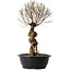 Ulmus parvifolia Nire, 54 cm, ± 8 years old