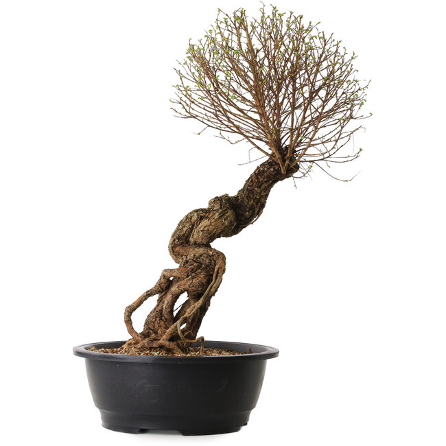 Ulmus parvifolia Nire, 54 cm, ± 8 años