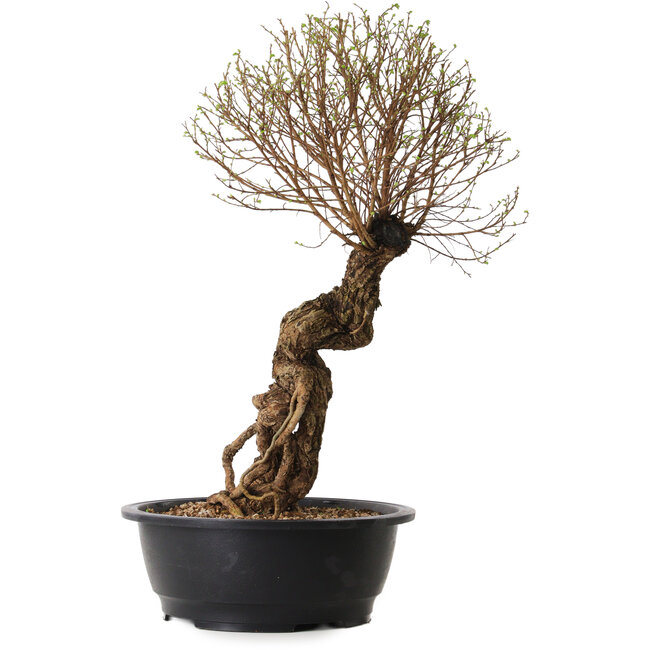 Ulmus parvifolia Nire, 54 cm, ± 8 years old