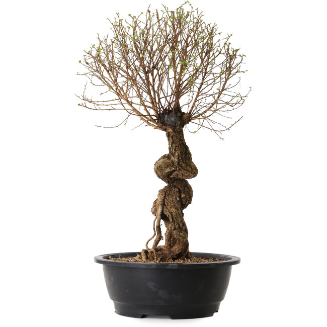 Ulmus parvifolia Nire, 54 cm, ± 8 años