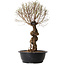 Ulmus parvifolia Nire, 54 cm, ± 8 years old