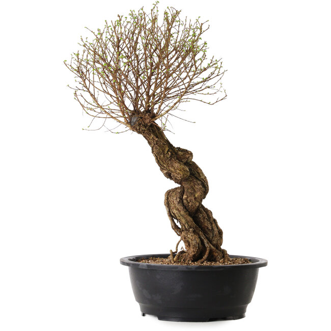 Ulmus parvifolia Nire, 54 cm, ± 8 jaar oud