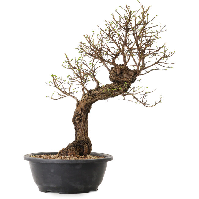 Ulmus parvifolia Nire, 41 cm, ± 8 anni