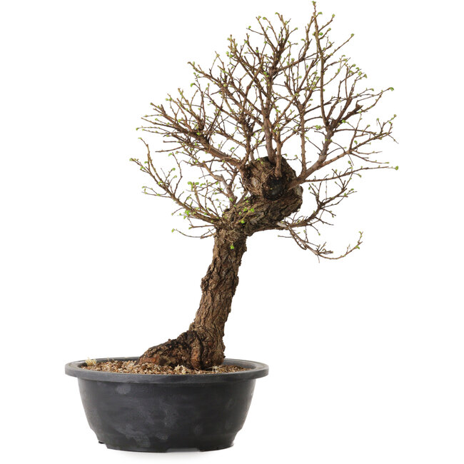 Ulmus parvifolia Nire, 41 cm, ± 8 anni