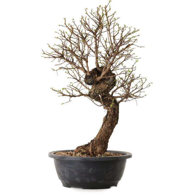 Ulmus parvifolia Nire, 41 cm, ± 8 años