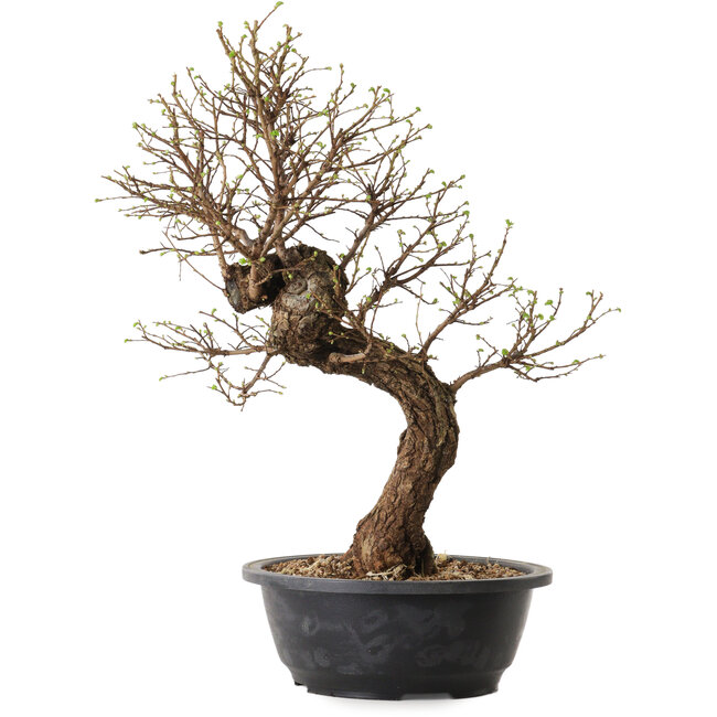 Ulmus parvifolia Nire, 41 cm, ± 8 jaar oud